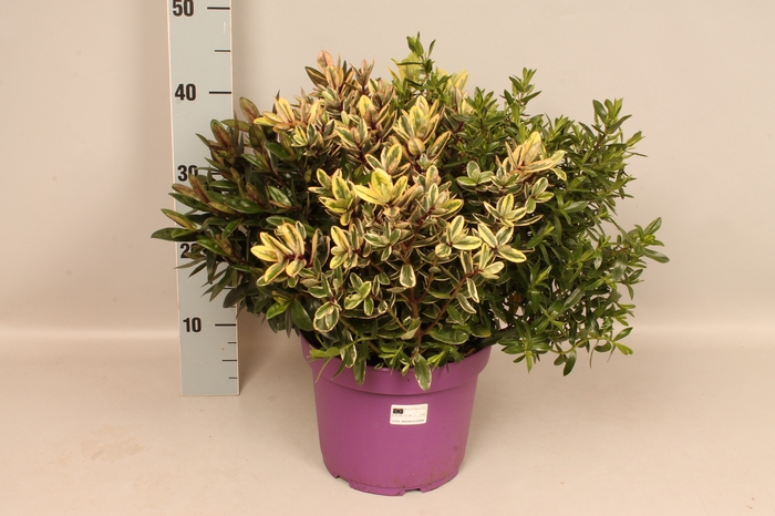 <h4>Hebe andersonii Garden Dream Quattro</h4>