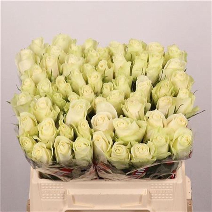 <h4>R Gr Athena</h4>