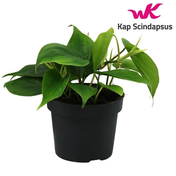 <h4>Philodendron scandens</h4>