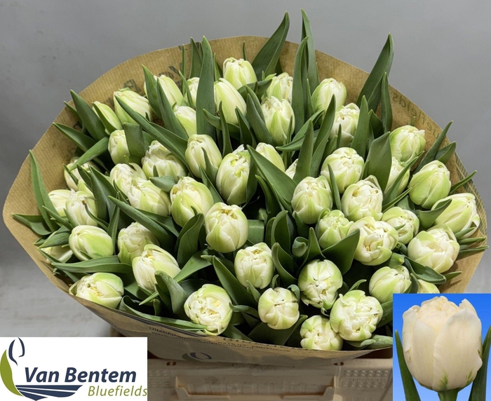 <h4>TU DU GALILEO</h4>