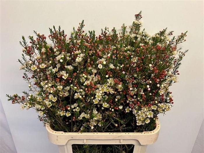 <h4>CHAME ME SIRIUS</h4>