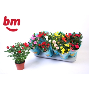 RO B MONDE GEM 7 SRT