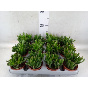 Crassula ovata 'Gollum'