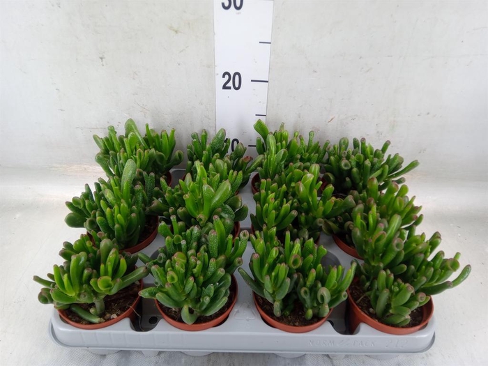 <h4>Crassula ovata 'Gollum'</h4>