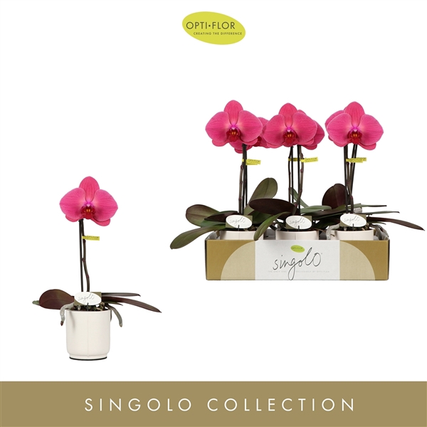 <h4>Singolo Hida in Lazio White</h4>