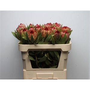 Protea Robijn