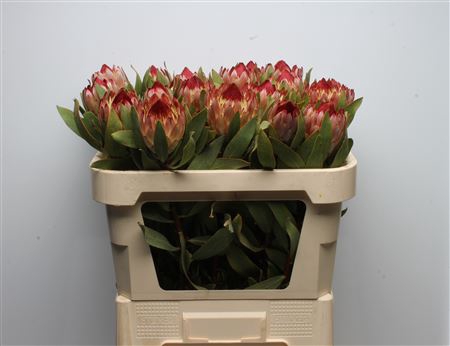 <h4>Protea Robijn</h4>