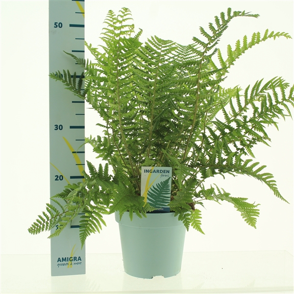 Dryopteris affinis