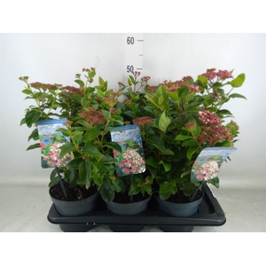 Viburnum tinus
