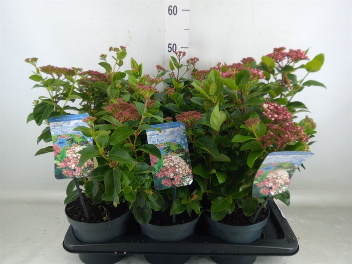 <h4>Viburnum tinus</h4>