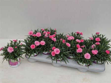 <h4>Dian I Love U</h4>