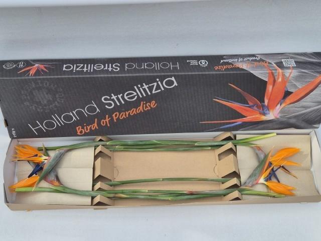 <h4>STREL REGINAE BLOEM</h4>