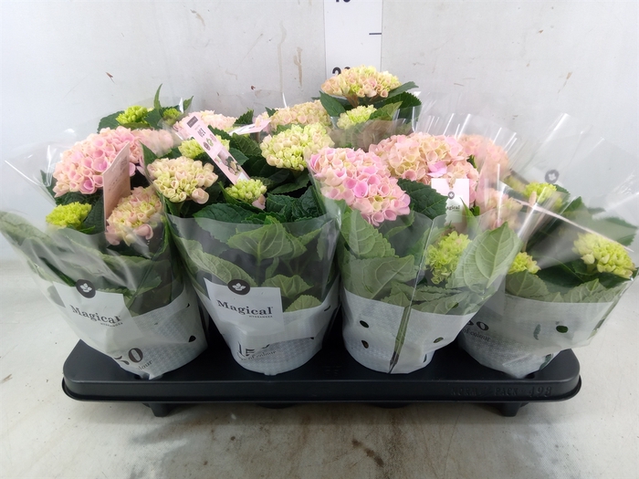 <h4>Hydrangea mac. 'Magical Revolution'</h4>
