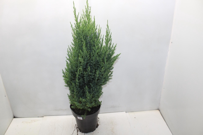 <h4>TUIA STRICKITA P20</h4>