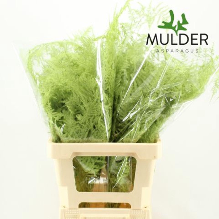 <h4>Asparagus DYED Green Mint</h4>