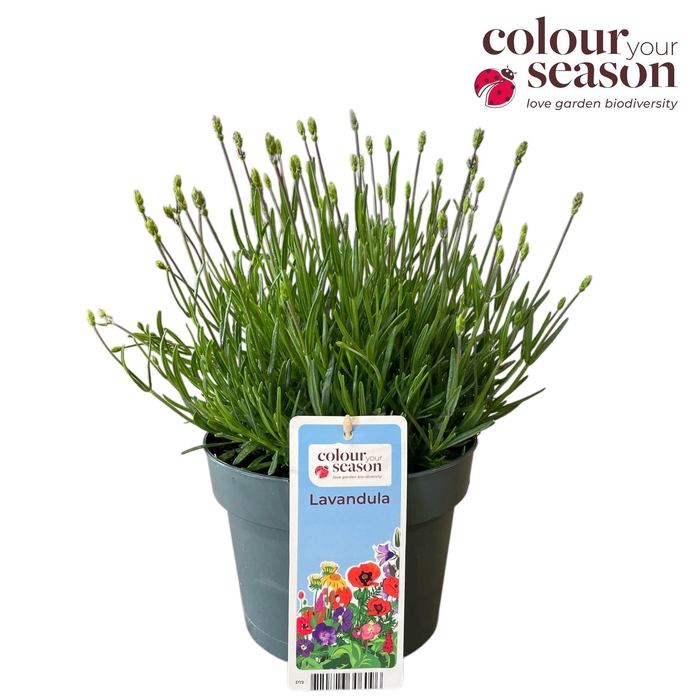 <h4>Lavandula angustifolia 'Essence Purple' P19</h4>