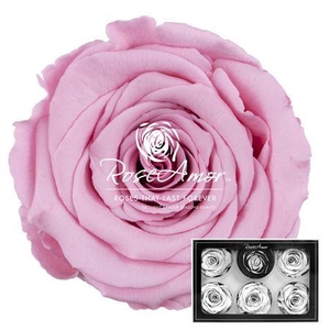 Xl Pin06