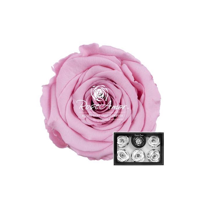 <h4>Xl Pin06</h4>