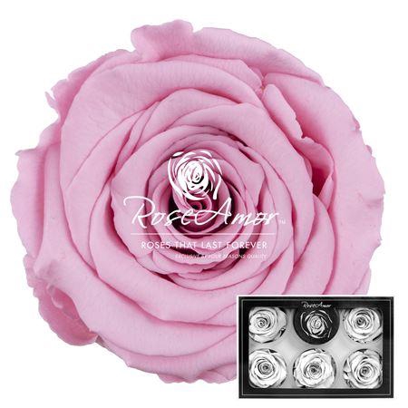 Xl Pin06