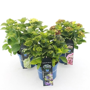 Hydrangea macr. Royalty Collection® MIX C3.5 (20cm.) Kn.