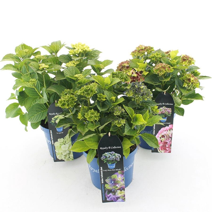 <h4>Hydrangea macr. Royalty Collection® MIX C3.5 (20cm.) Kn.</h4>