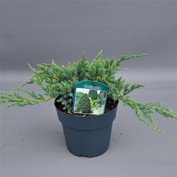 <h4>Juniperus sq. Bleu Carpet</h4>