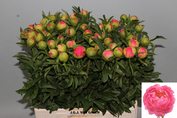 <h4>PAEO CORAL SUNSET</h4>
