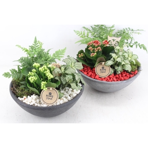 arr2 PL - Ebbischaal M x2 - rood/wit