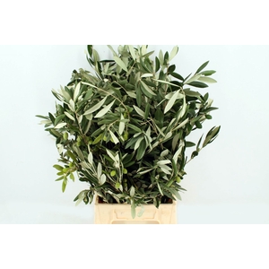 Olea europaea   .../bos