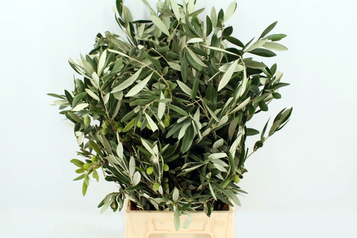 <h4>Olea europaea   .../bos</h4>