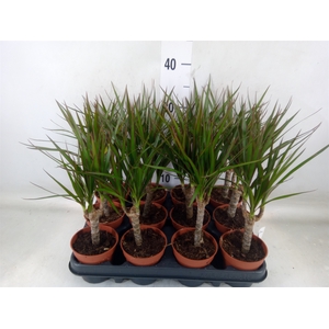 Dracaena marg.
