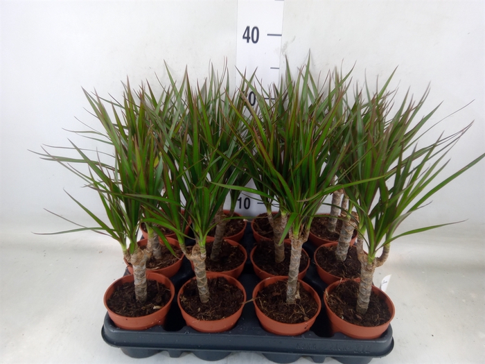 <h4>Dracaena marg.</h4>