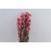 Dried Phalaris Frosted Pink Bunch