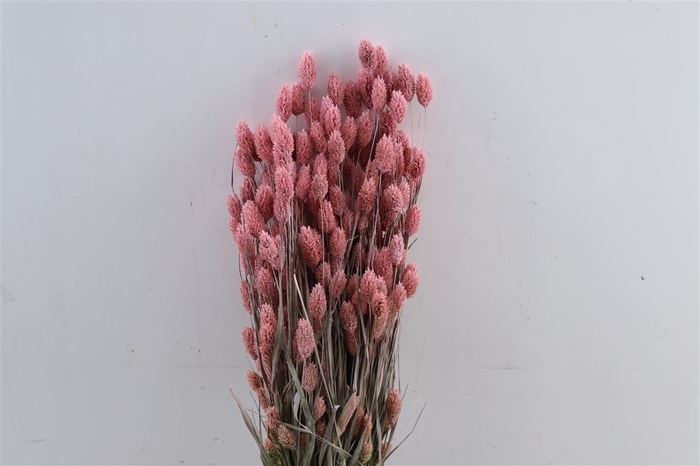 Dried Phalaris Frosted Pink Bunch