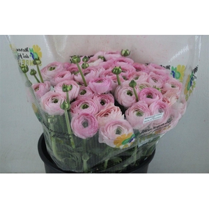 Ran Cloni Sup Confetto San Mauro