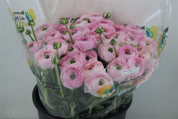 <h4>Ran Cloni Sup Confetto San Mauro</h4>