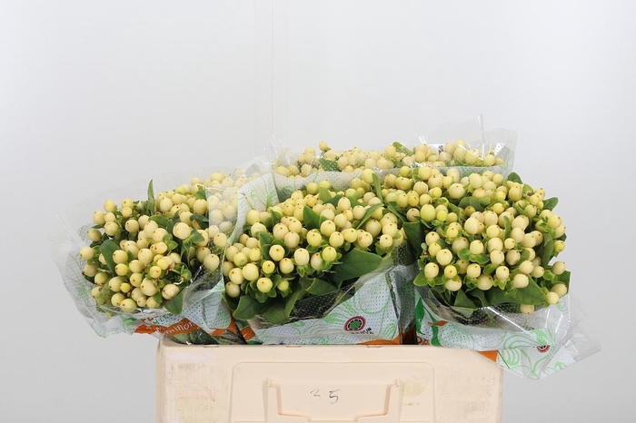 <h4>Hyp Mag Royal Cream</h4>