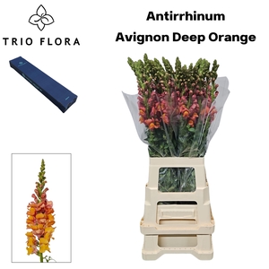 ANTIR AVIGNON D ORAN Small Box 20