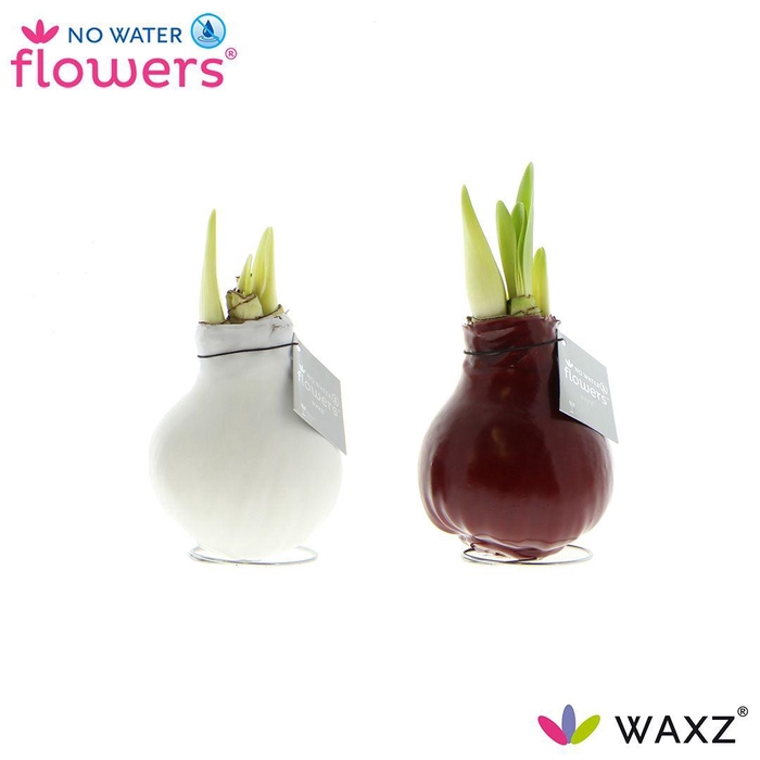 <h4>No Water Flowers Waxz® Colorz</h4>