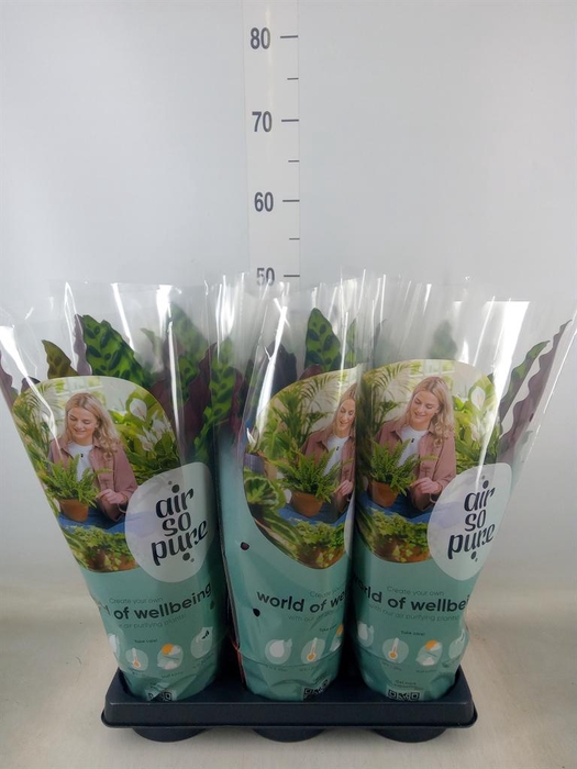 <h4>Calathea lancifolia</h4>