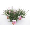 Diascia Flying Colors gemengd