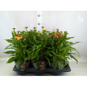 Echinacea   ...