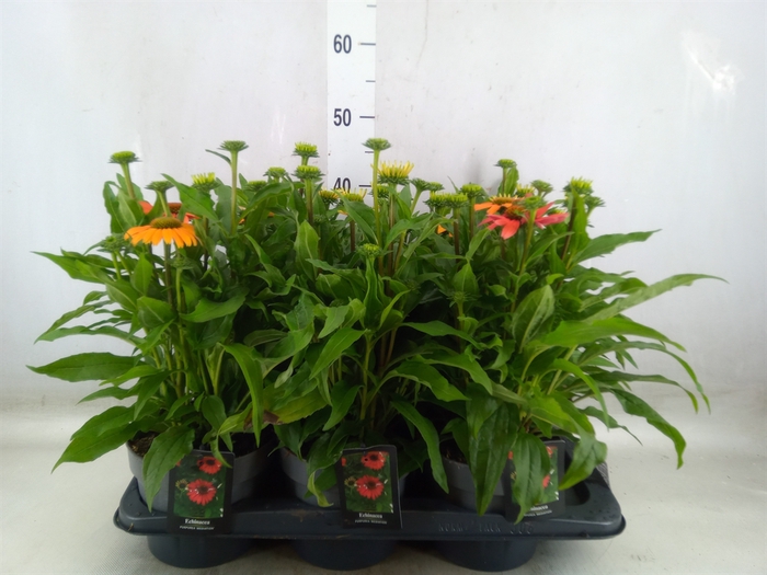 <h4>Echinacea   ...</h4>