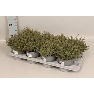Kruiden I Thymus silver Queen (Tijm)