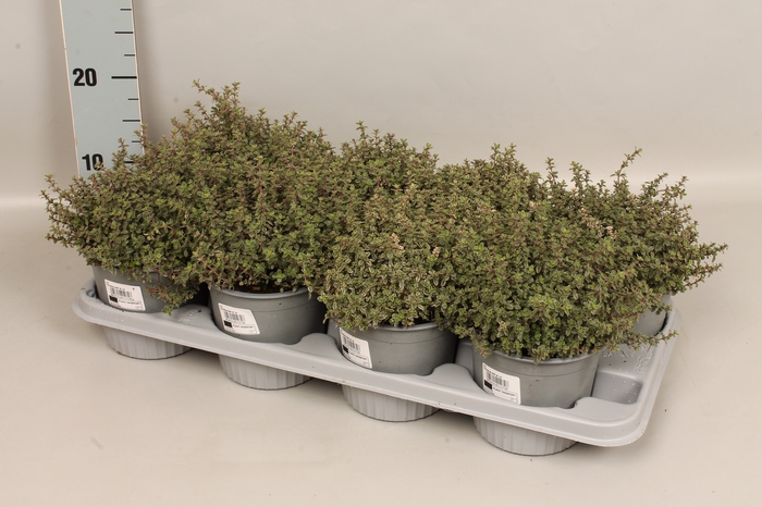 <h4>Kruiden I Thymus silver Queen (Tijm)</h4>