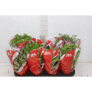 ERVAS AROMATICAS P15