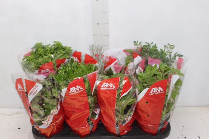 ERVAS AROMATICAS P15