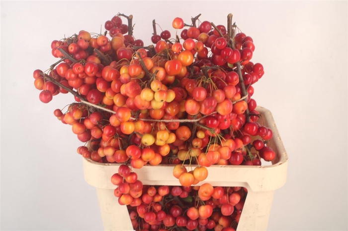 <h4>Malus Red Sentinel</h4>