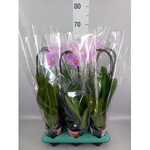 Phalaenopsis   ...