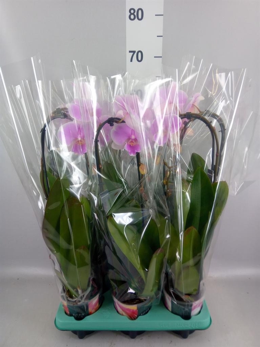 <h4>Phalaenopsis   ...</h4>